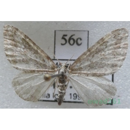Perizoma hydrata (Treitschke, 1829) Czech56c